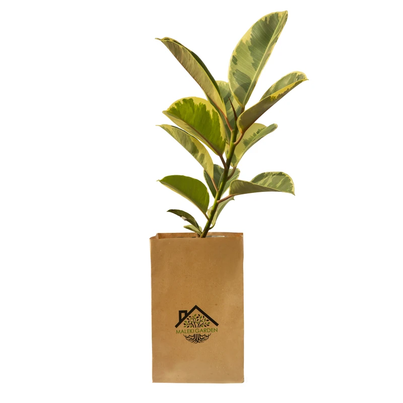 گیاه آپارتمانی فیکوس ابلغ ملکی گاردن مدل MG02