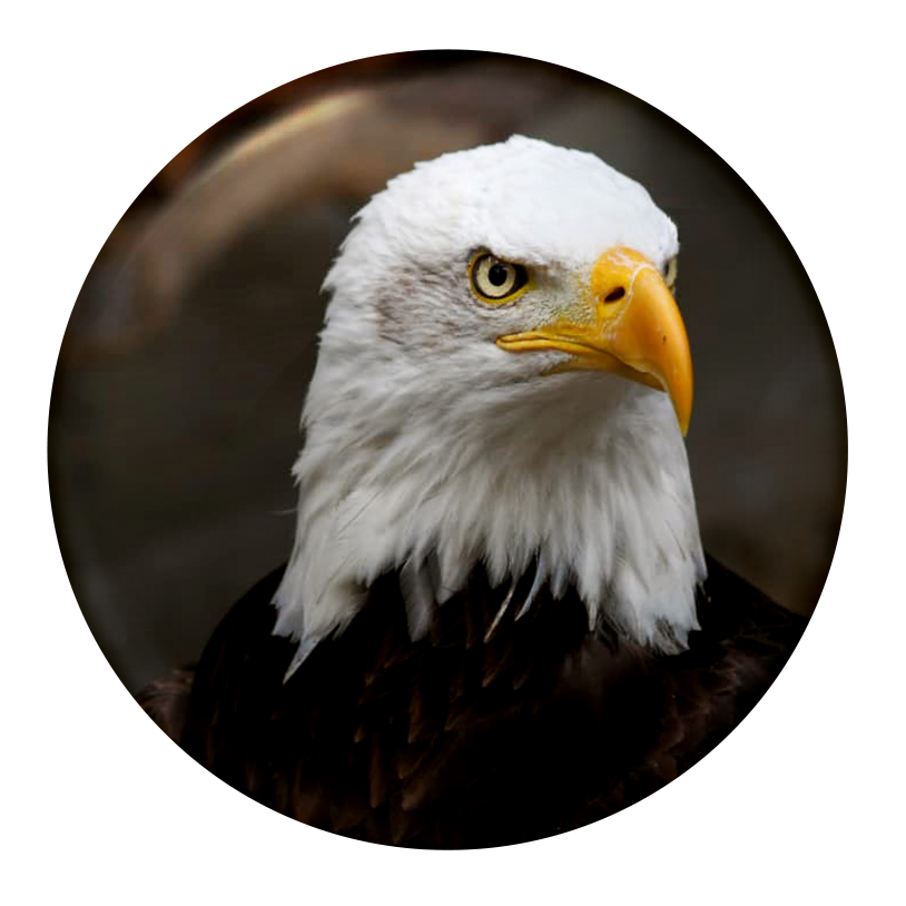 پیکسل طرح عقاب کد eo1