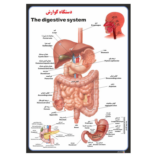 پوستر آموزشی چاپ پارسیان طرح دستگاه گوارش کد 025