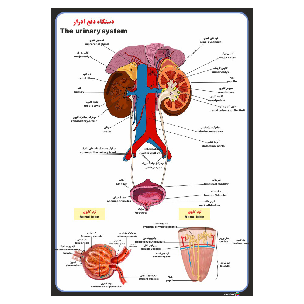 پوستر آموزشی چاپ پارسیان طرح دستگاه دفع ادرار کد 026