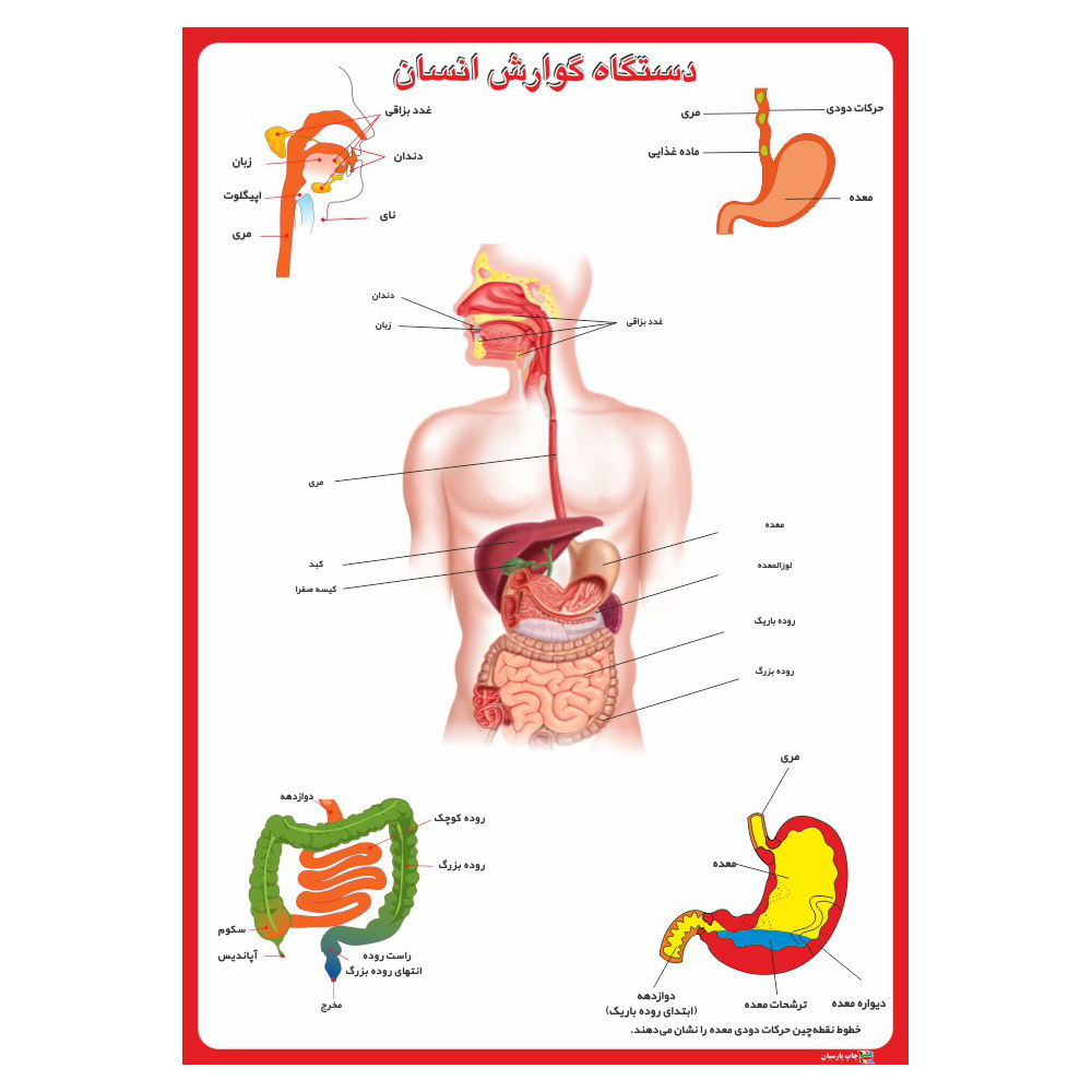 پوستر آموزشی چاپ پارسیان طرح دستگاه گوارش انسان کد 001