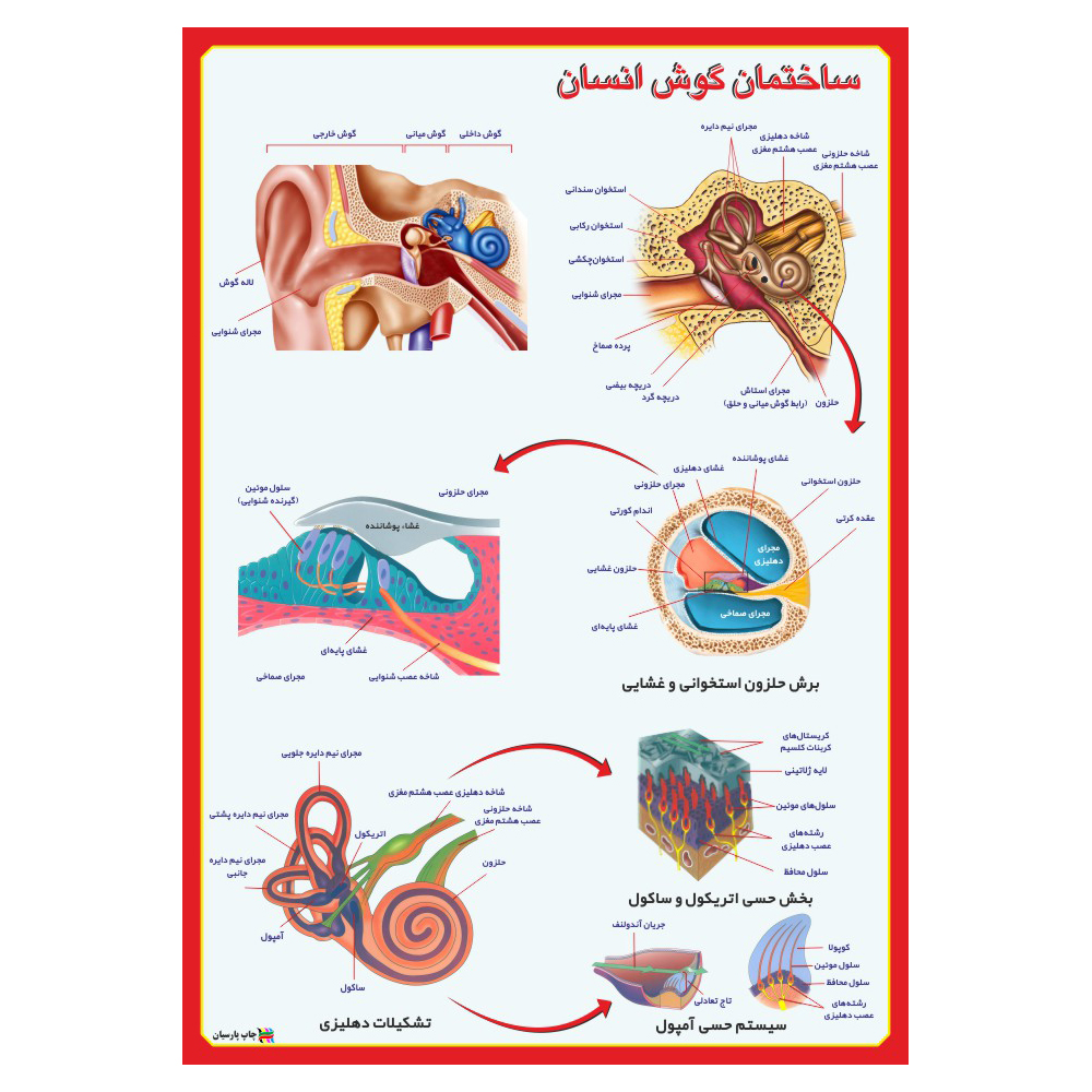 پوستر آموزشی چاپ پارسیان طرح ساختمان گوش انسان کد 003