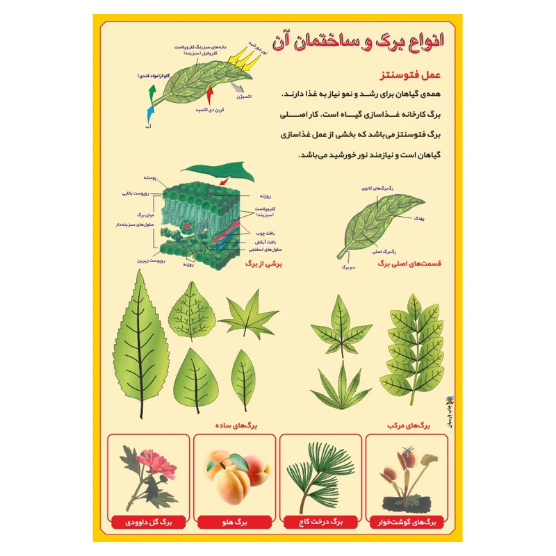 پوستر آموزشی چاپ پارسیان طرح انواع برگ و ساختمان آن کد 005