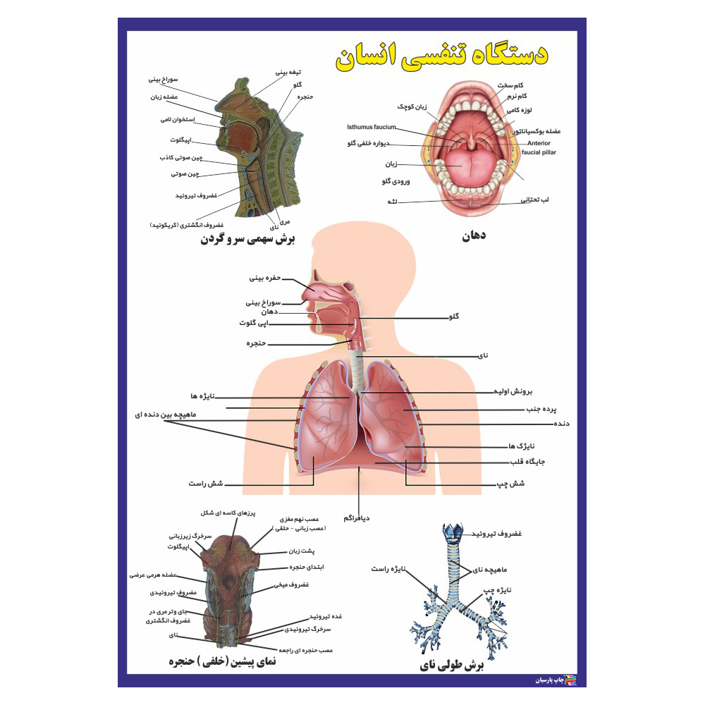 پوستر آموزشی چاپ پارسیان طرح دستگاه تنفسی انسان مدل 008