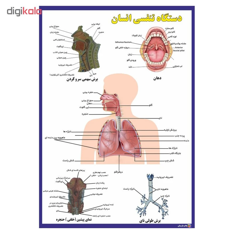 عکس شماره 2