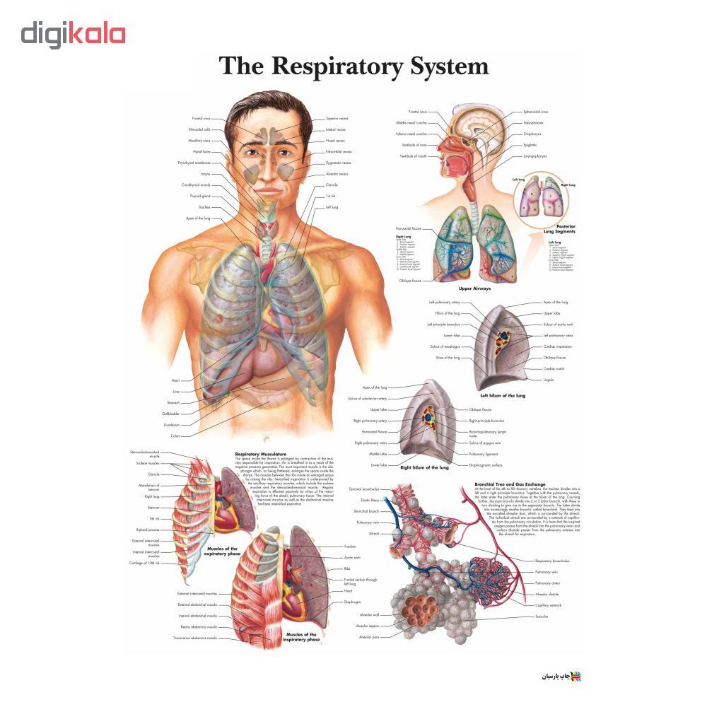 پوستر آموزشی چاپ پارسیان طرح آناتومی بدن انسان مدل THE RESPIRATORY SYSTEM 017