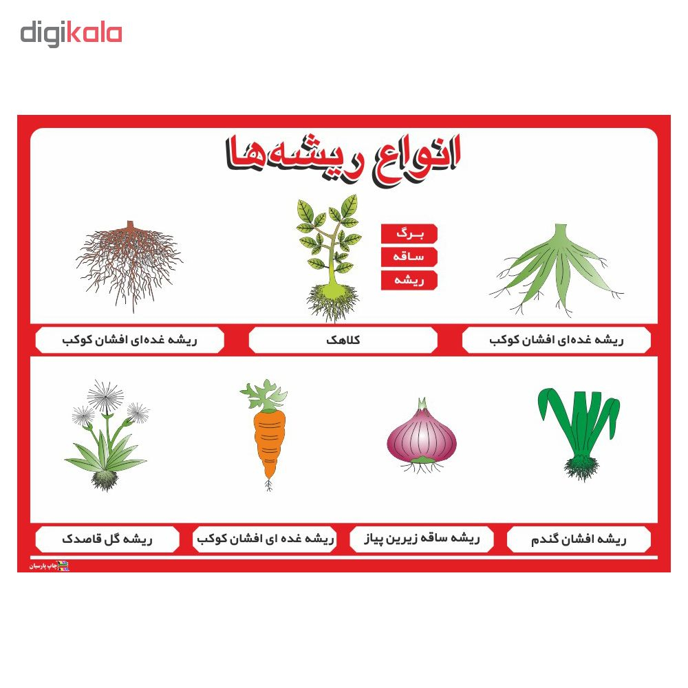 پوستر آموزشی چاپ پارسیان طرح انواع ریشه ها مدل 005