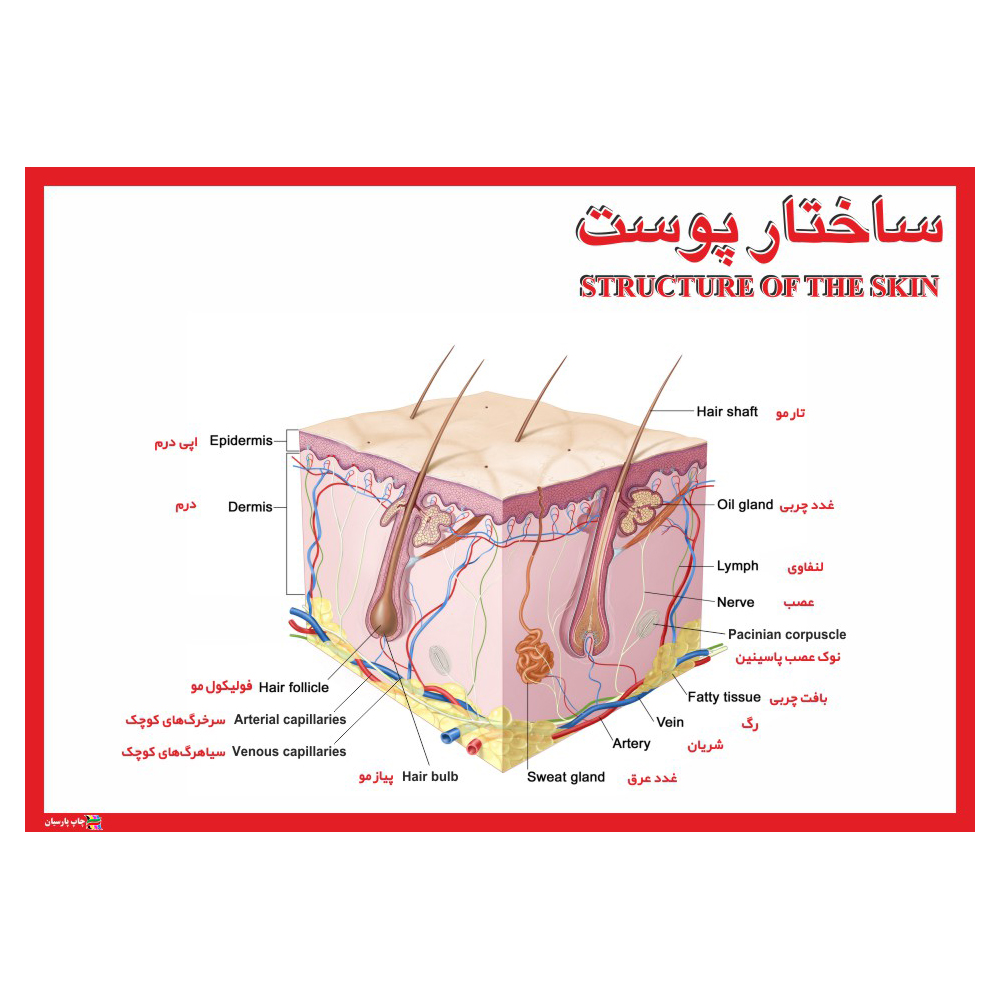 پوستر آموزشی چاپ پارسیان طرح ساختار پوست مدل 011