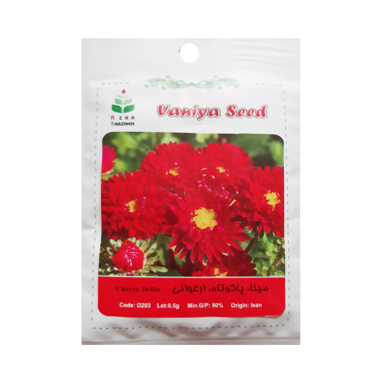 بذر مینا پاکوتاه ارغوانی آذر سبزینه مدل O203