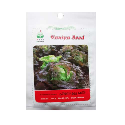 بذر کاهو پیچ ارغوانی آذر سبزینه مدل I27