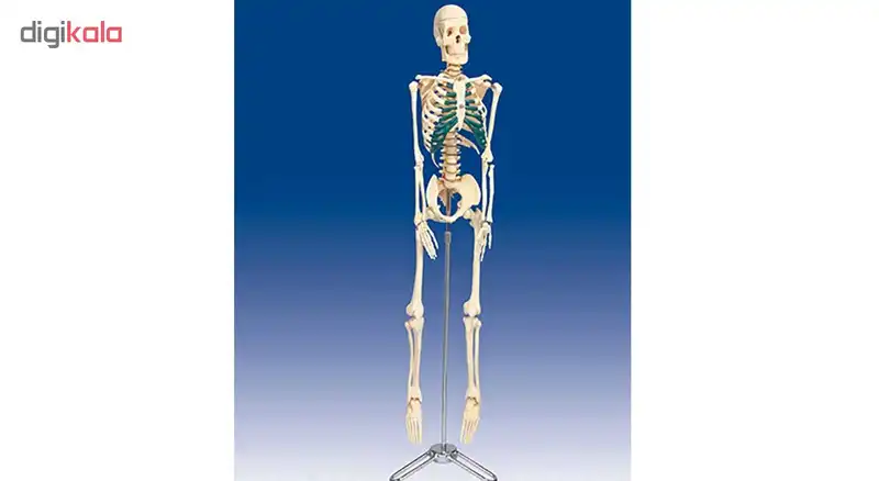 بازی آموزشی طرح آناتومی بدن کد 1399