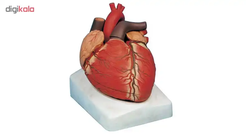 بازی آموزشی طرح مولاژ قلب انسان کد 13102