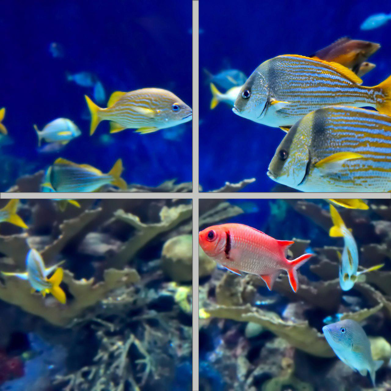 تایل سقفی مدل AZ22012 سایز 60*60 سانتی متر بسته 4 عددی