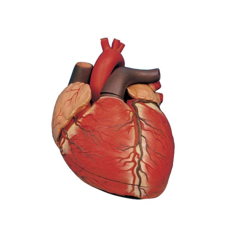 بازی آموزشی طرح مولاژ قلب انسان کد 13102