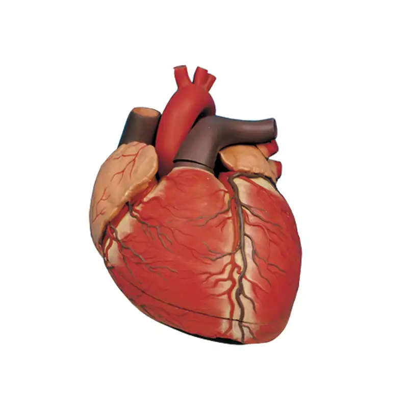 بازی آموزشی طرح مولاژ قلب انسان کد 13102