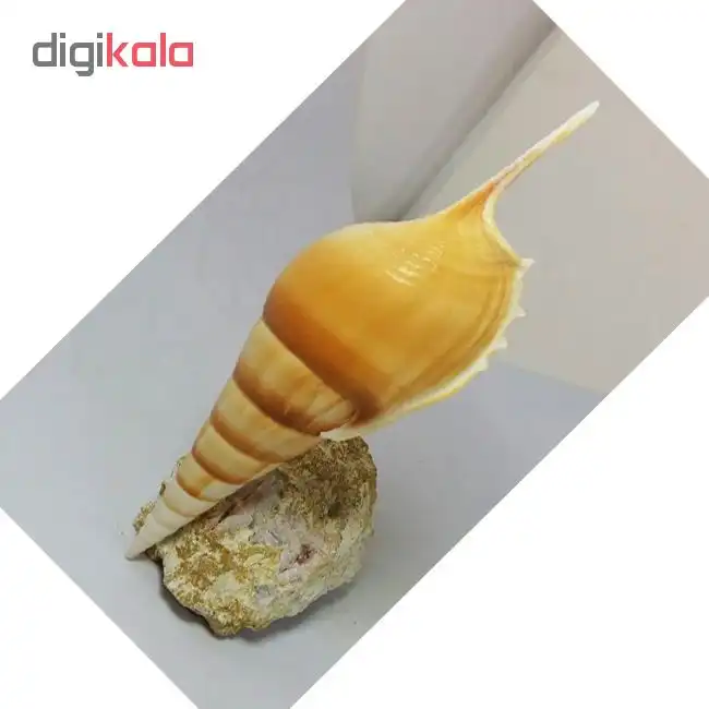 صدف تزیینی کد 34