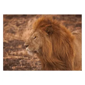 Wensoni Angry Lion Chassis Size 50 x 70 Cm