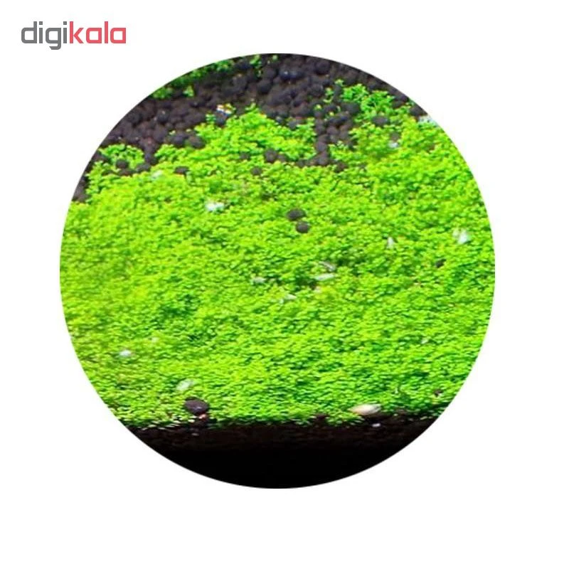 عکس شماره 2 : خاک پلنت مدل نیچر پرمیوم کد p800 وزن 800 گرم