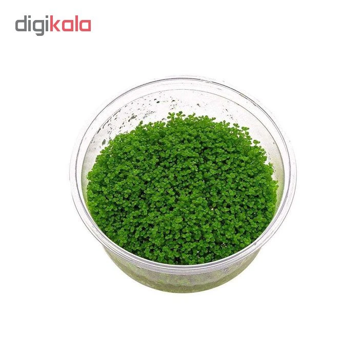 عکس شماره 3 : خاک پلنت مدل نیچر پرمیوم کد p800 وزن 800 گرم