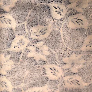 کاغذ دستساز مدل تک گل بسته 2 عددی  