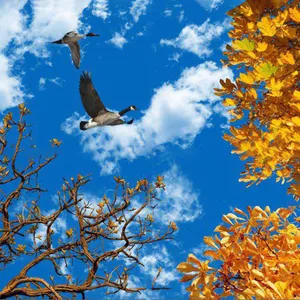 تایل سقفی آسمان مجازی مدل AZ014 سایز 60*60 سانتی متر