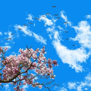 تایل سقفی آسمان مجازی مدل AZ017 سایز 60*60 سانتی متر