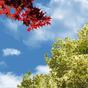 تایل سقفی آسمان مجازی مدل AZ029 سایز 60*60 سانتی متر