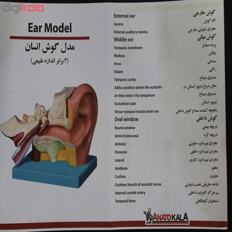 بازی آموزشی طرح آناتومی گوش کد 748