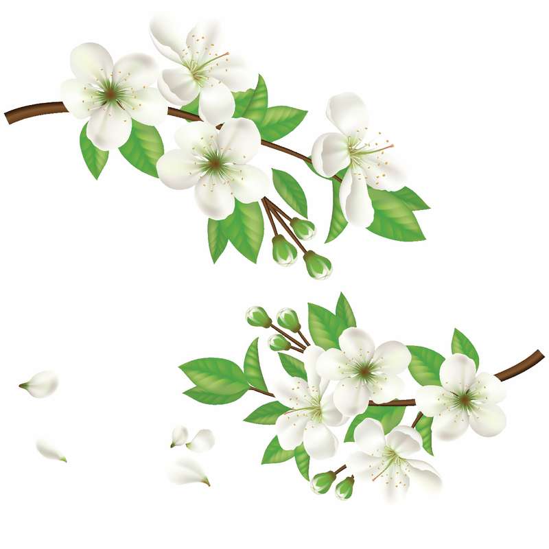 استیکر دیواری طرح شکوفه سیب کد 01