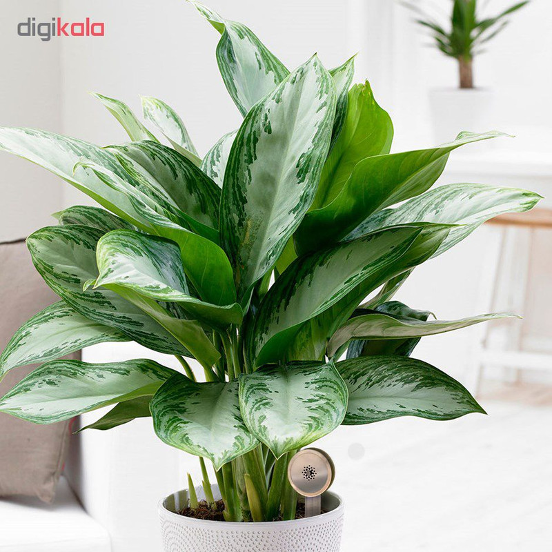 سنسور رطوبت سنج گلدان سولاما