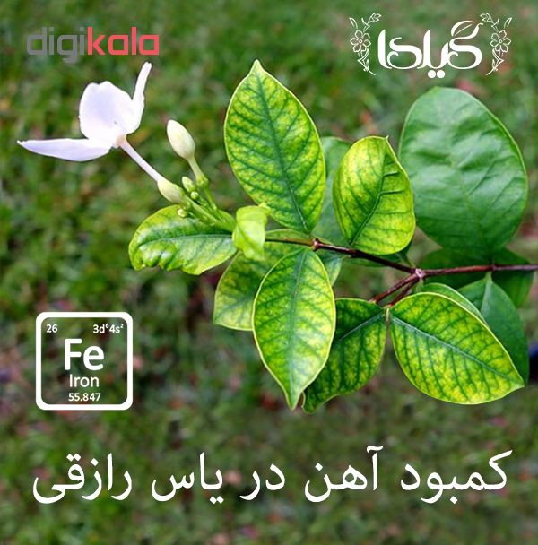 کود افزایش سبزینگی و تقویت عمومی گیلدا کد Fe10 وزن 25 گرم