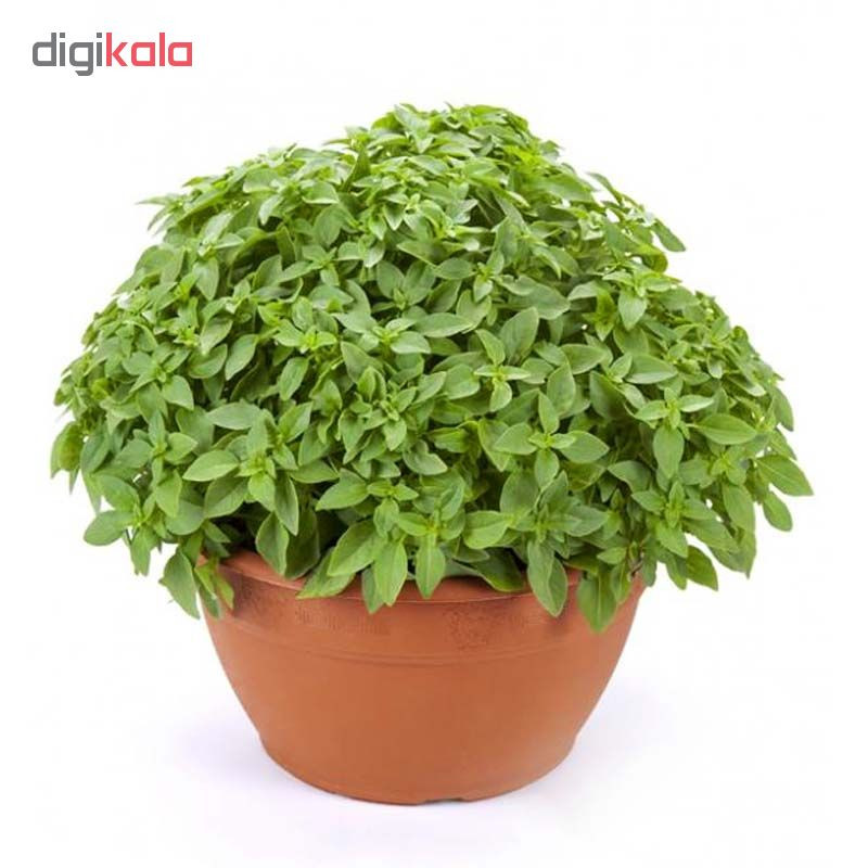 بذر ریحان سبز مدل VARNA 5759