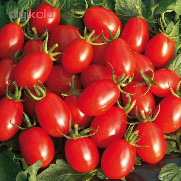 بذر گوجه چری قرمز زیتونی شیرین پالم کد 01 بسته 15 عددی بذر گوجه چری قرمز زیتونی شیرین پالم کد 01 بسته 15 عددی