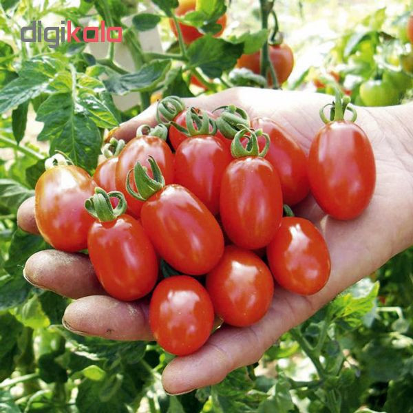 بذر گوجه چری قرمز زیتونی شیرین پالم کد 01 بسته 15 عددی بذر گوجه چری قرمز زیتونی شیرین پالم کد 01 بسته 15 عددی