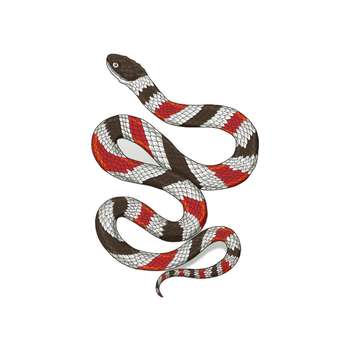 picture of king snake in florida picture of king snake in florida