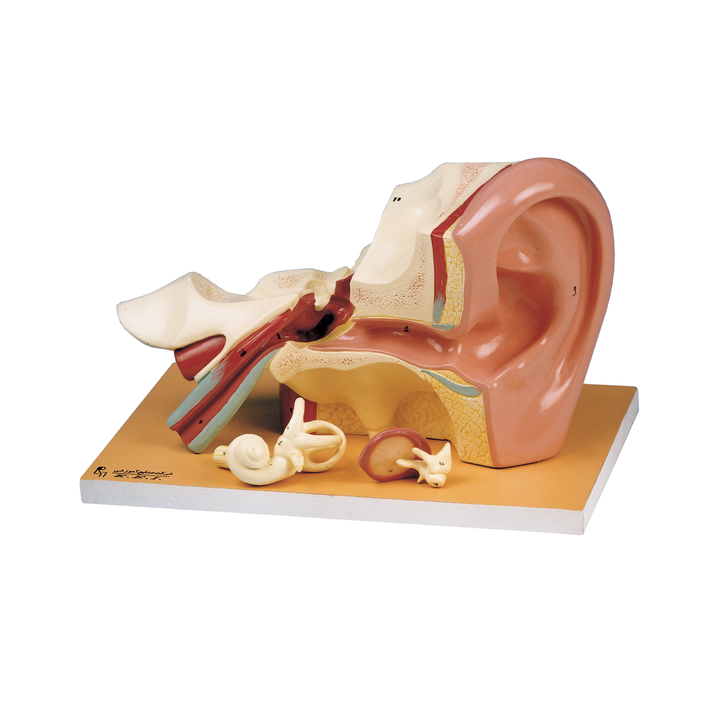 بازی آموزشی صنایع آموزشی طرح مولاژ گوش کد 20001