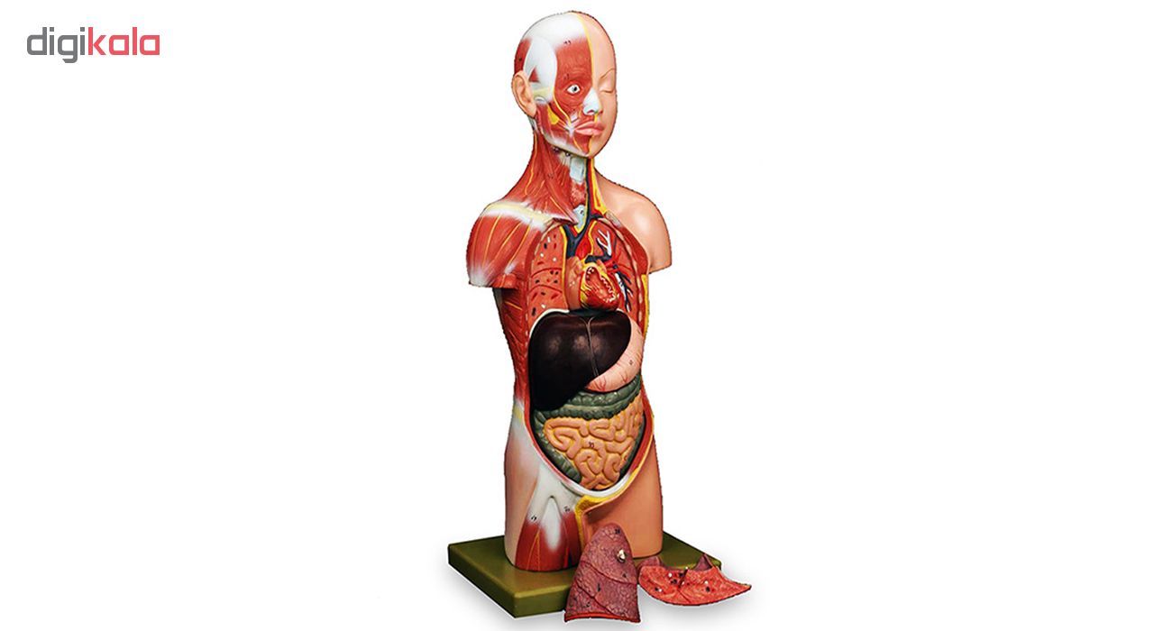بازی آموزشی طرح مولاژ آناتومی بدن انسان مدل 6060 -  - 3