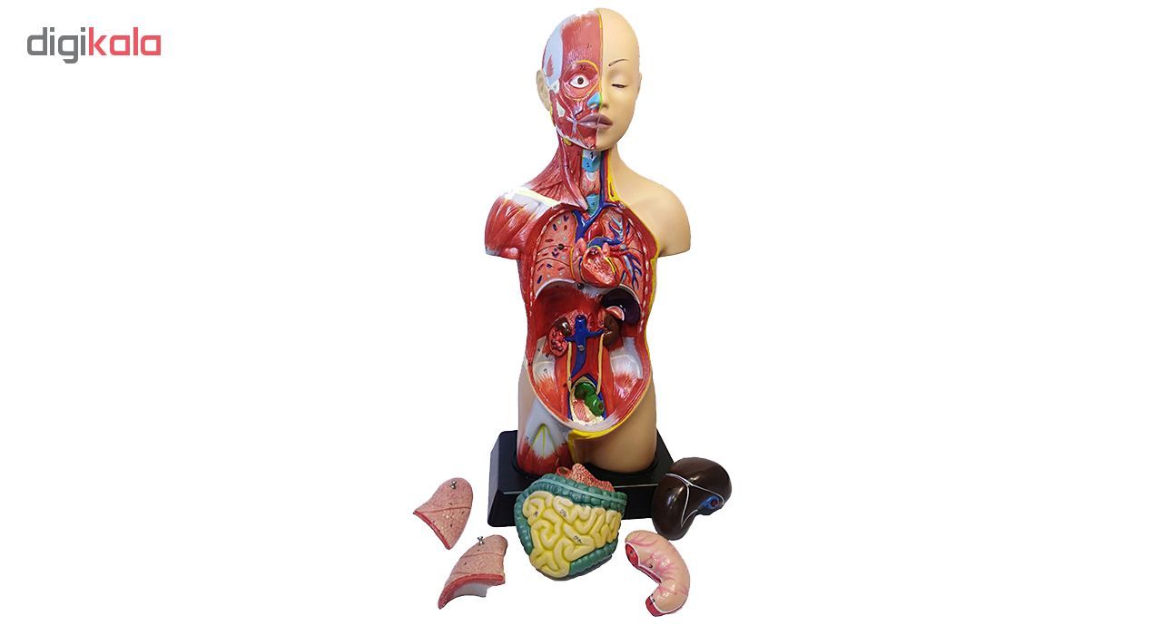 بازی آموزشی طرح مولاژ آناتومی بدن انسان مدل 6060