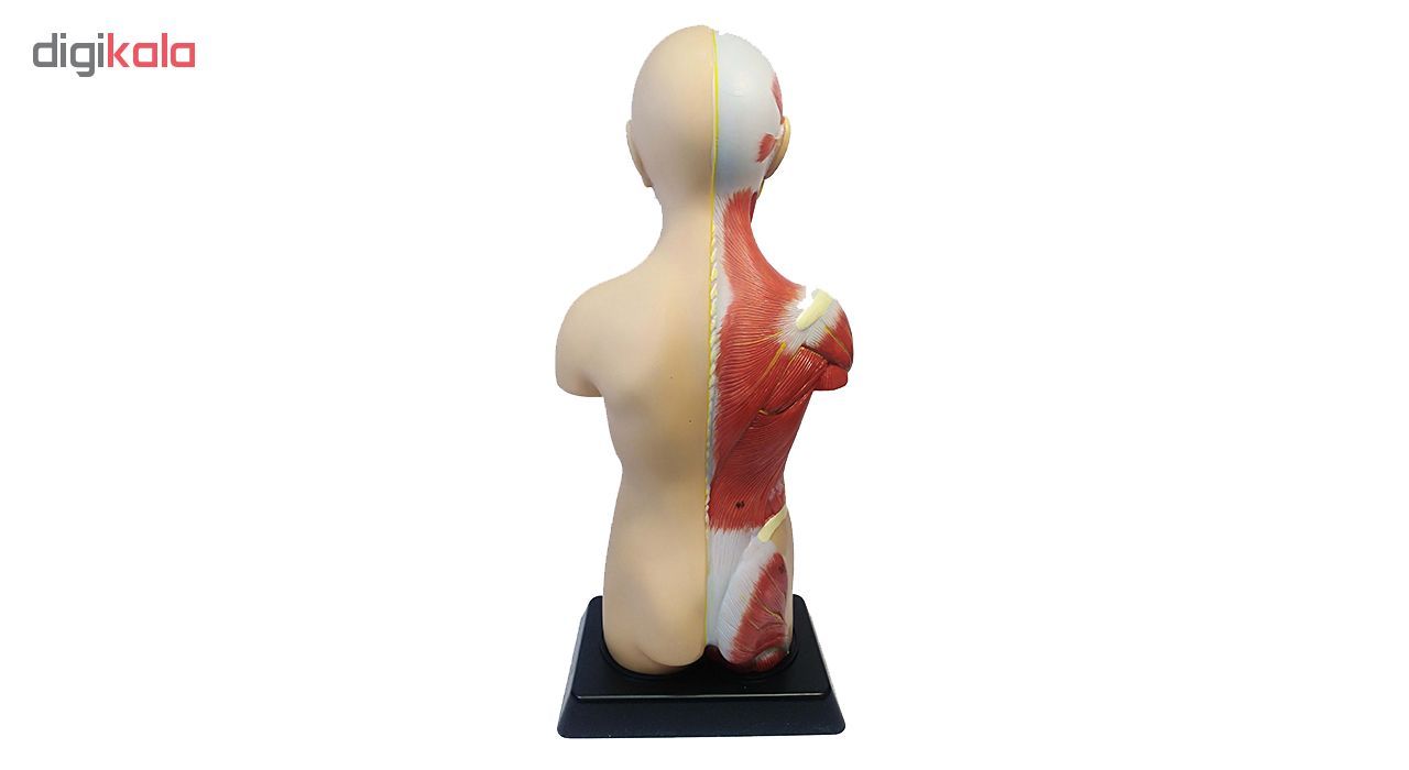 بازی آموزشی طرح مولاژ آناتومی بدن انسان مدل 6060 -  - 6
