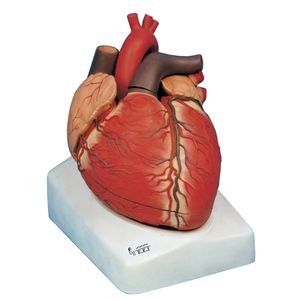 نقد و بررسی بازی آموزشی صنایع آموزشی طرح مولاژ قلب کد 25001 توسط خریداران