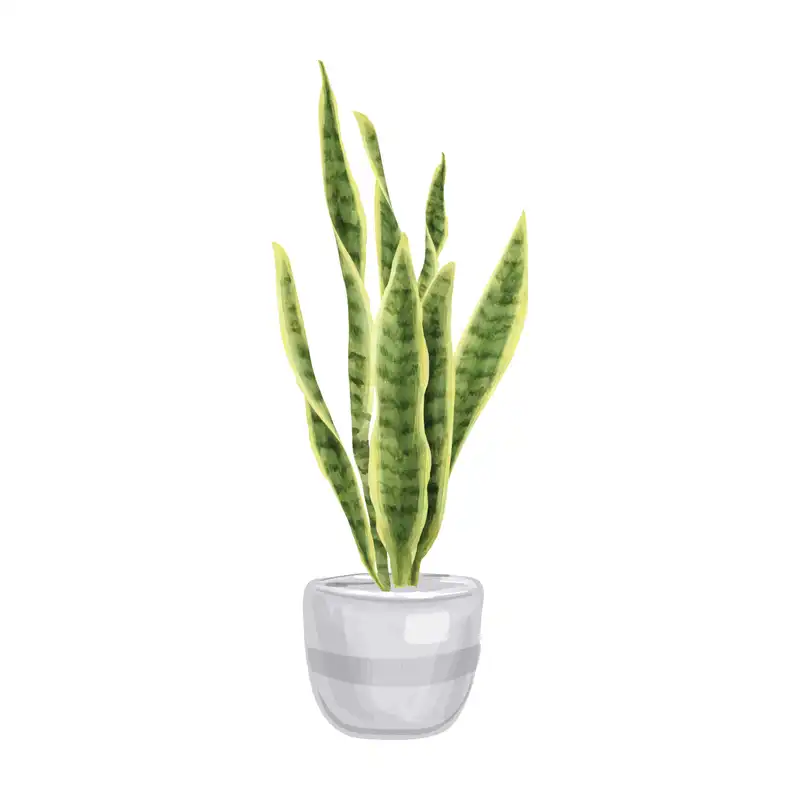 استیکر دیواری طرح سانسوریا کد ۰۱