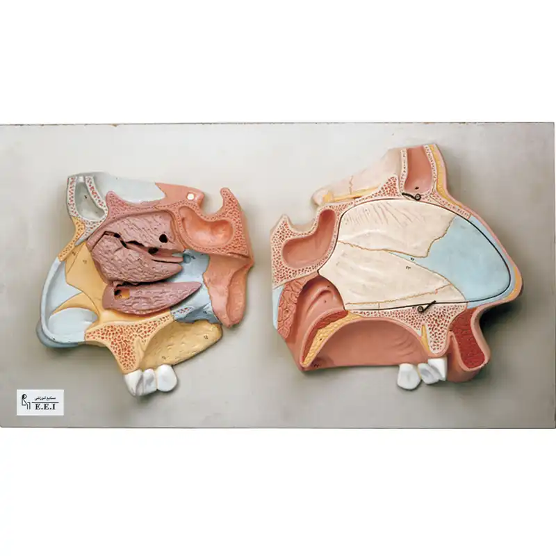 بازی آموزشی صنایع آموزشی مدل مقطع میانی بینی کد 22001