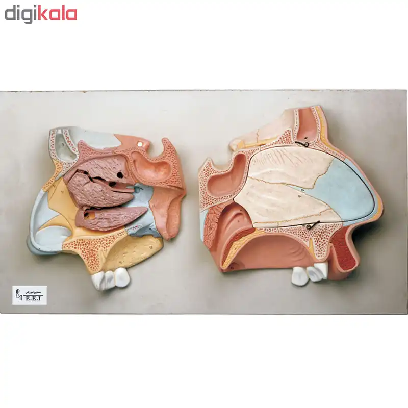 بازی آموزشی صنایع آموزشی مدل مقطع میانی بینی کد 22001