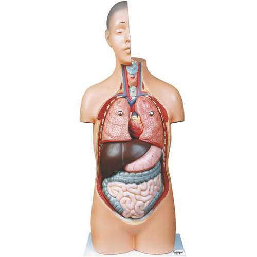 بازی آموزشی صنایع آموزشی طرح مولاژ نیم تنه انسان کد 20047