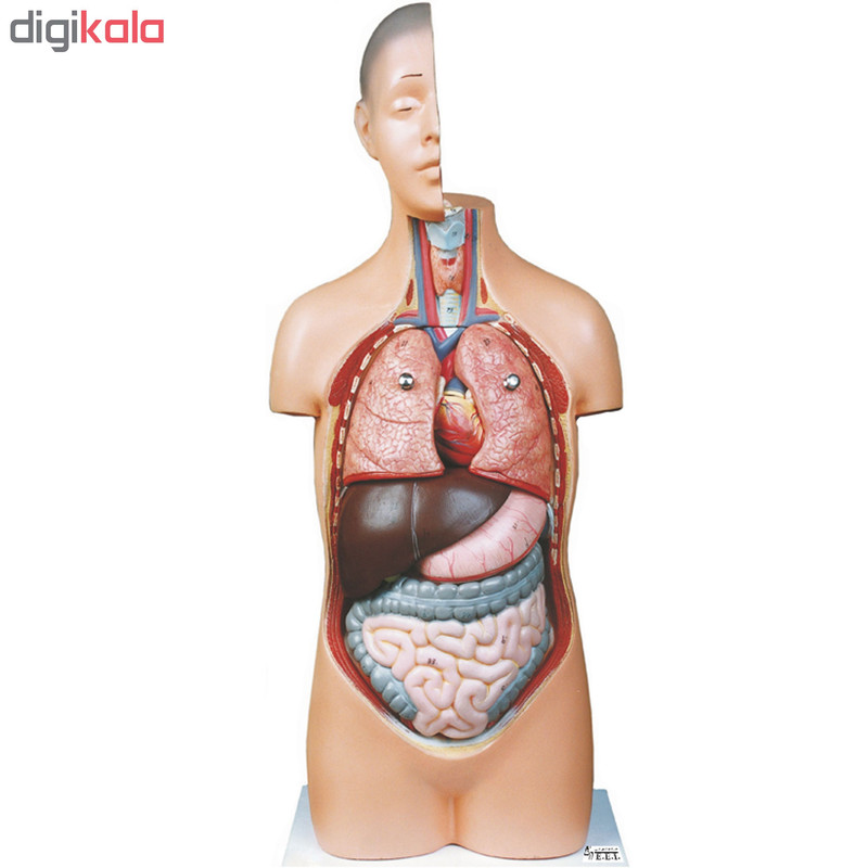 بازی آموزشی صنایع آموزشی طرح مولاژ نیم تنه انسان کد 20047