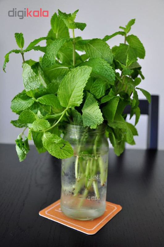 بذر نعنا گربه ای آذر سبزینه مدل S80