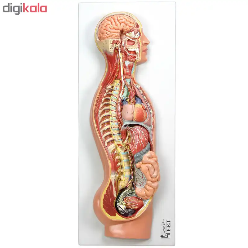 بازی آموزشی صنایع آموزشی طرح مولاژ دستگاه عصبی خودکار کد 20014