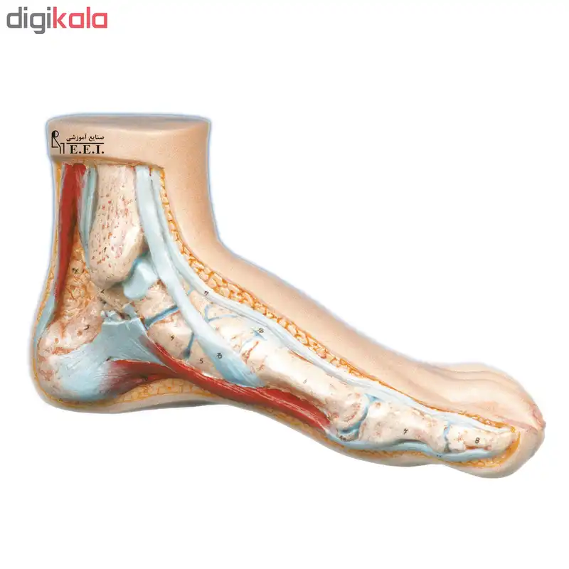 بازی آموزشی صنایع آموزشی طرح مولاژ کف پا کد 20017