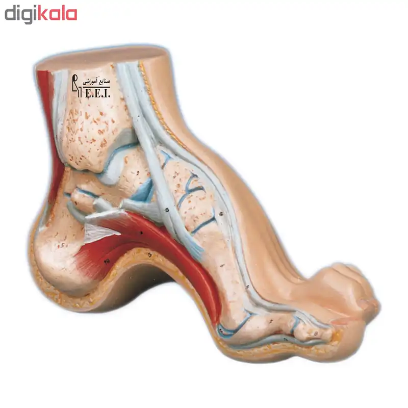 بازی آموزشی صنایع آموزشی طرح مولاژ کف پا کد 20017