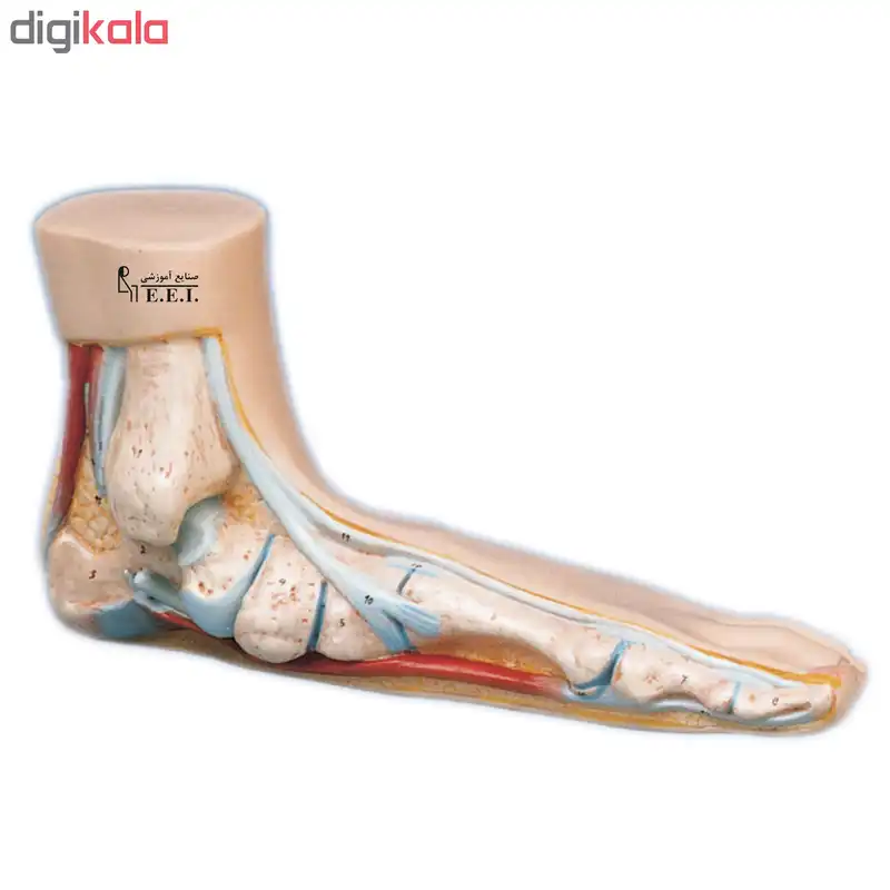 بازی آموزشی صنایع آموزشی طرح مولاژ کف پا کد 20017